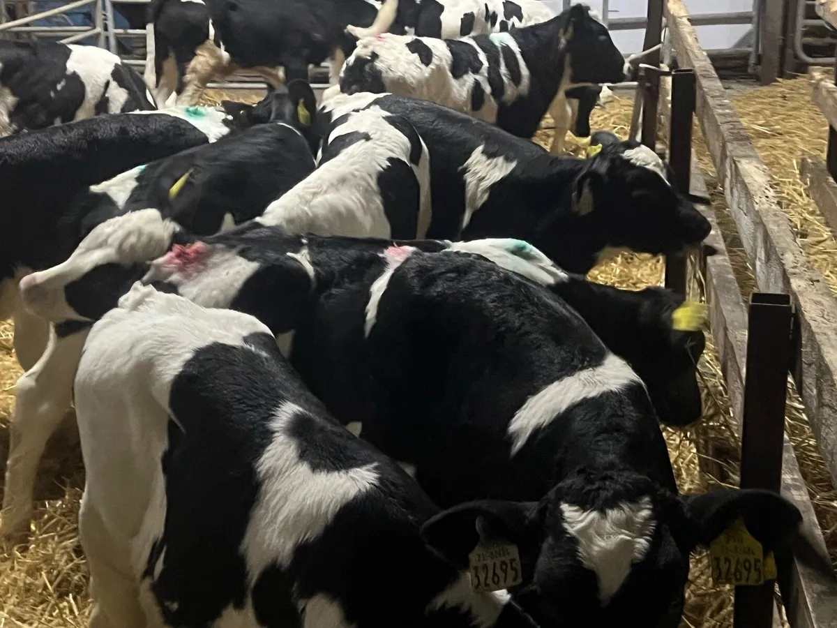 16 HALF REARED BRITISH FRESIAN BULLS - Image 2