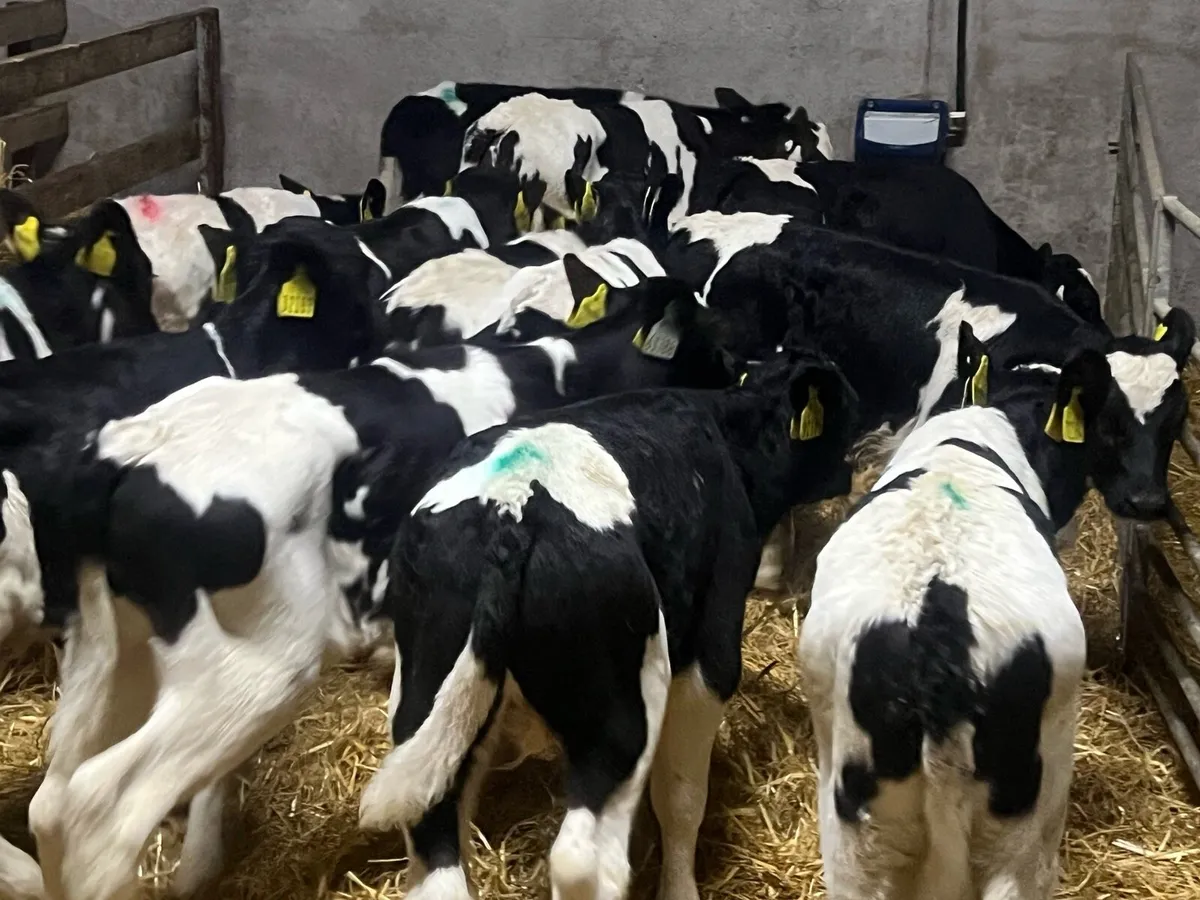 16 HALF REARED BRITISH FRESIAN BULLS - Image 1