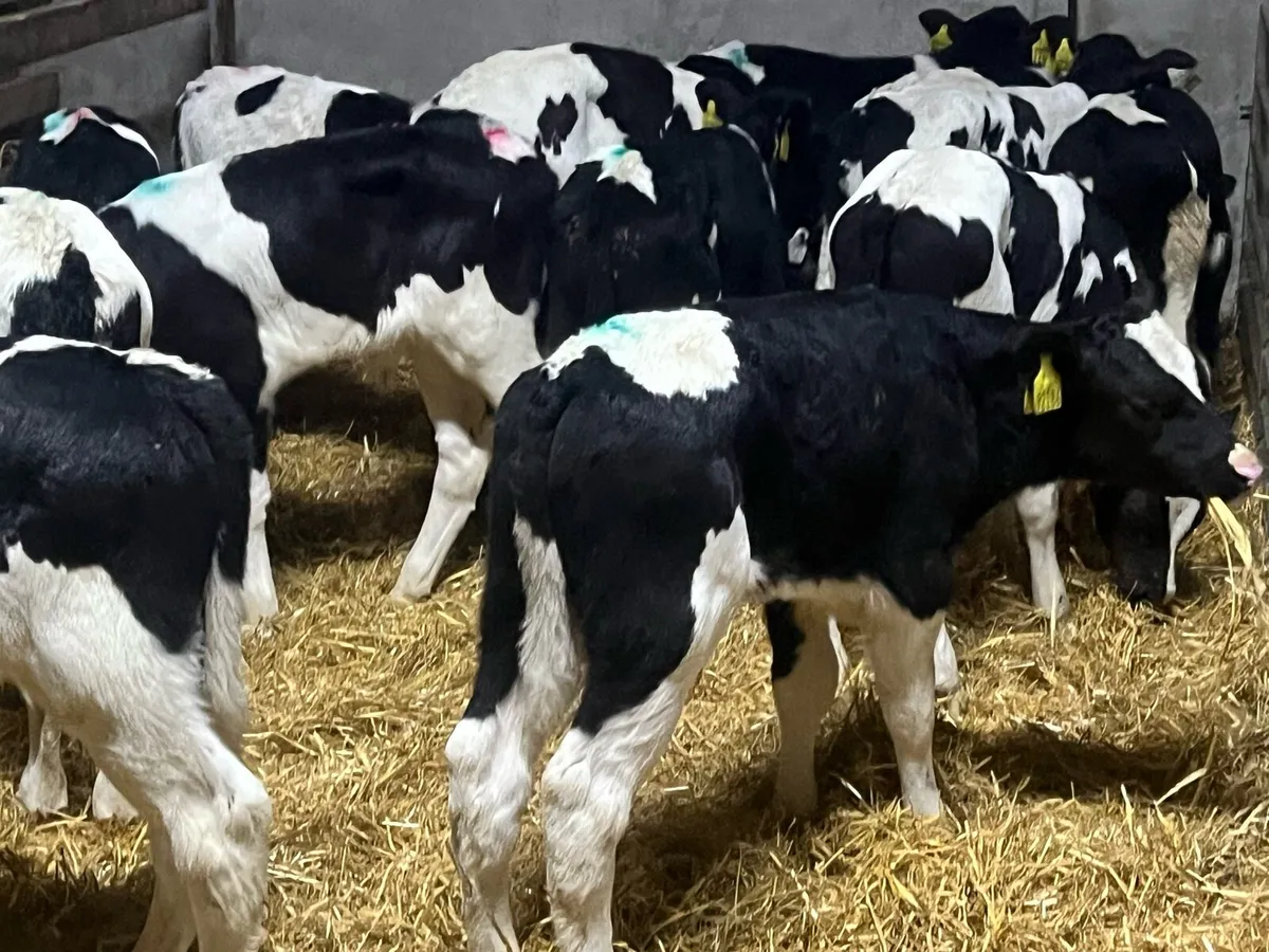 16 HALF REARED BRITISH FRESIAN BULLS - Image 3