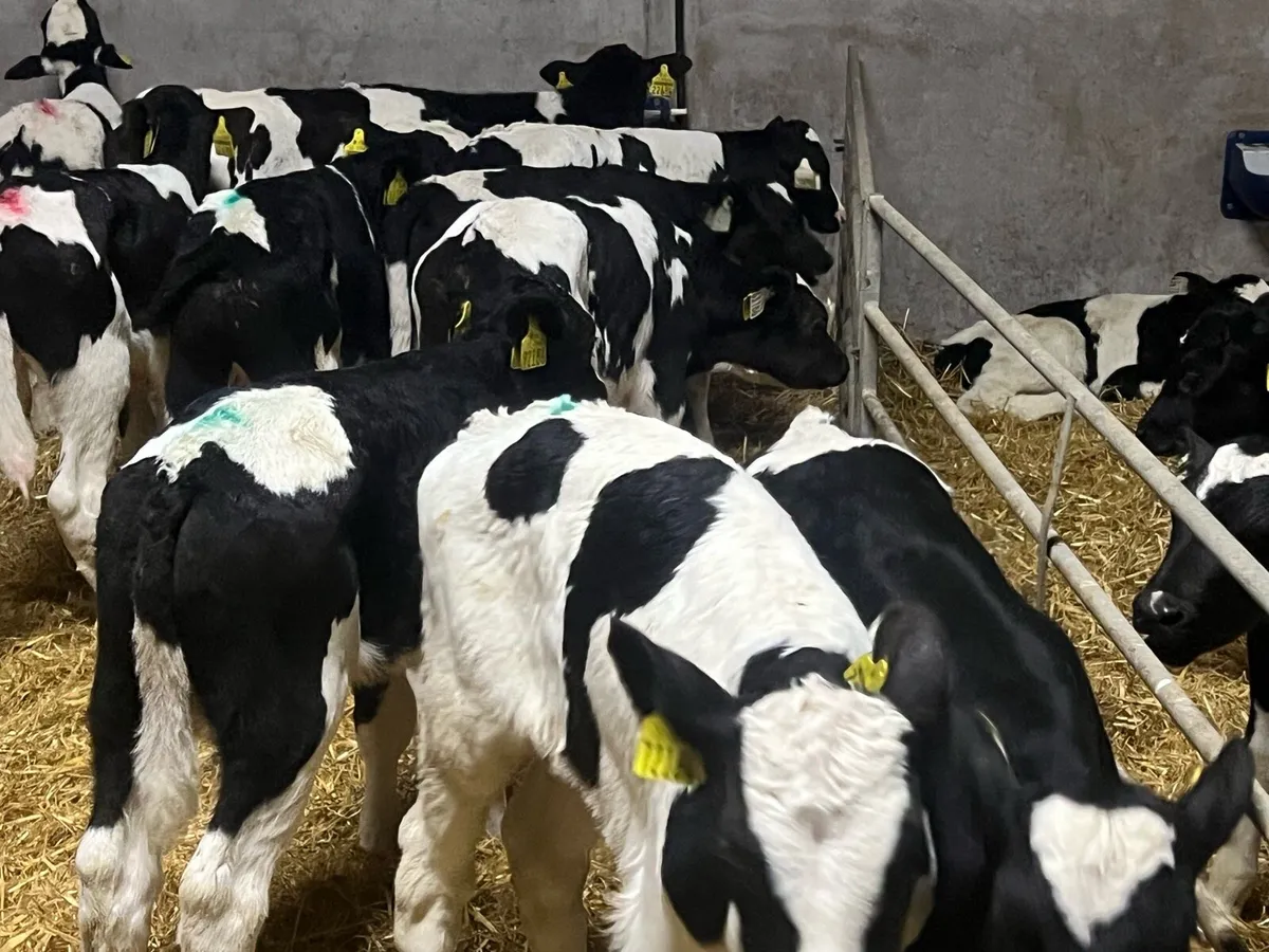 16 HALF REARED BRITISH FRESIAN BULLS - Image 4