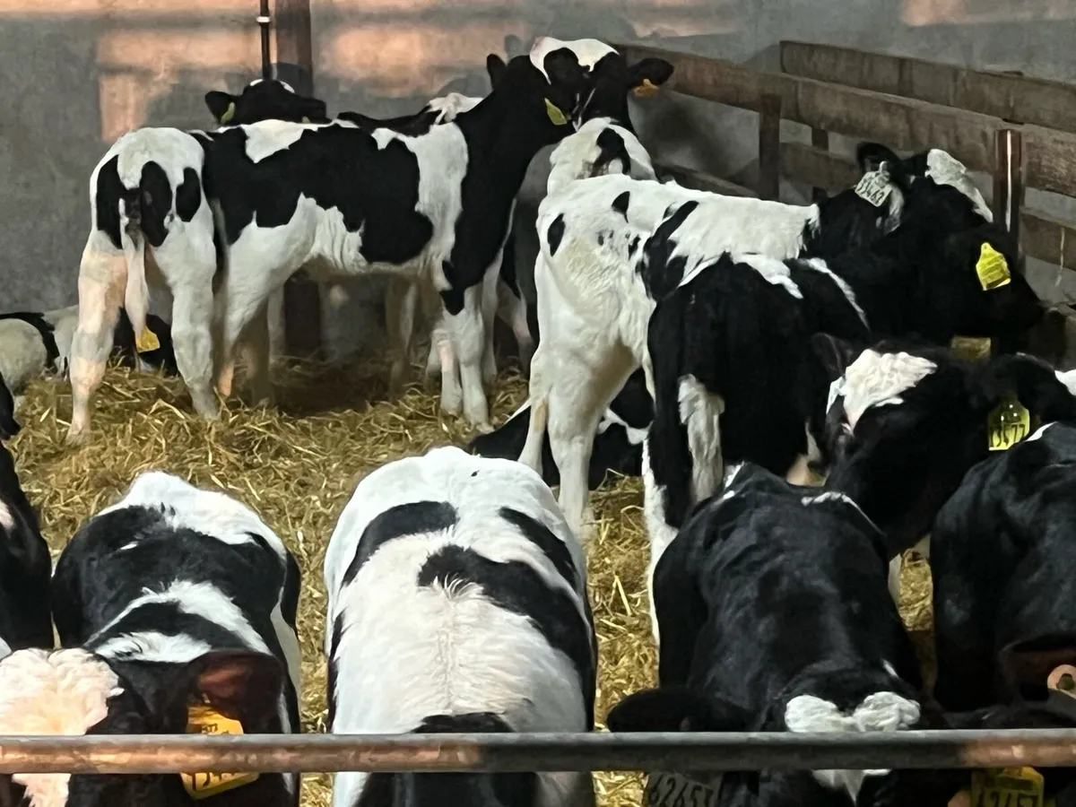 15 Strong FR bull calves - Image 3