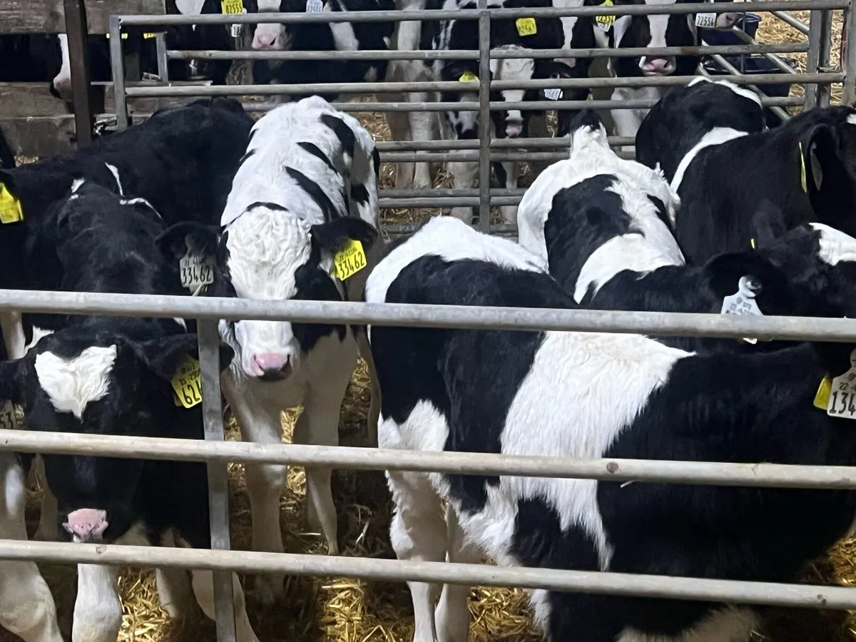 15 Strong FR bull calves - Image 1