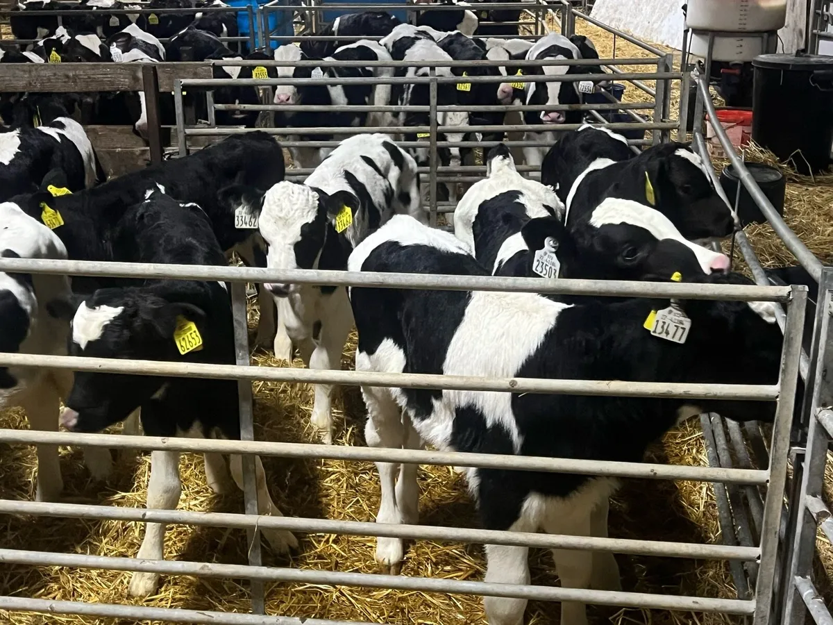 15 Strong FR bull calves - Image 2