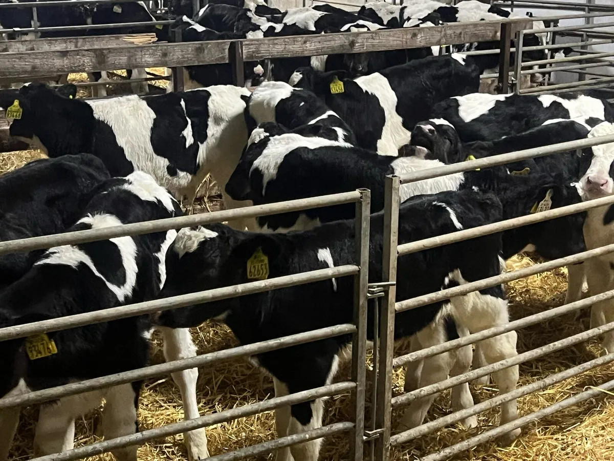 15 Strong FR bull calves - Image 4