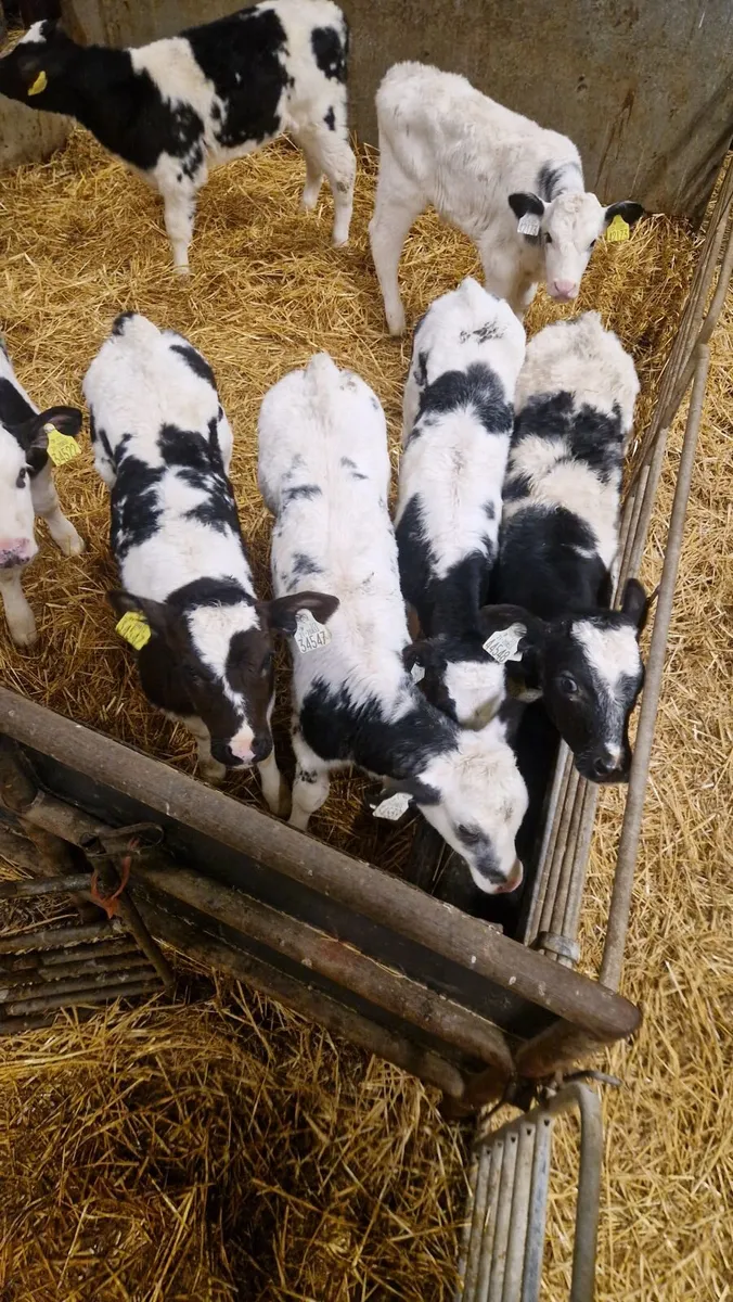 calves for sale - Image 2