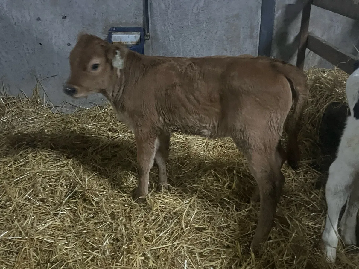 Red Limousin cow maker - Image 2