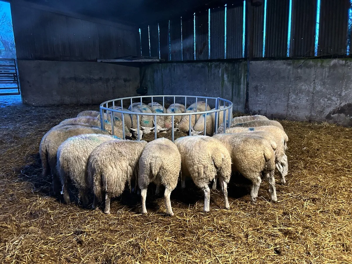 In lamb ewes - Image 4