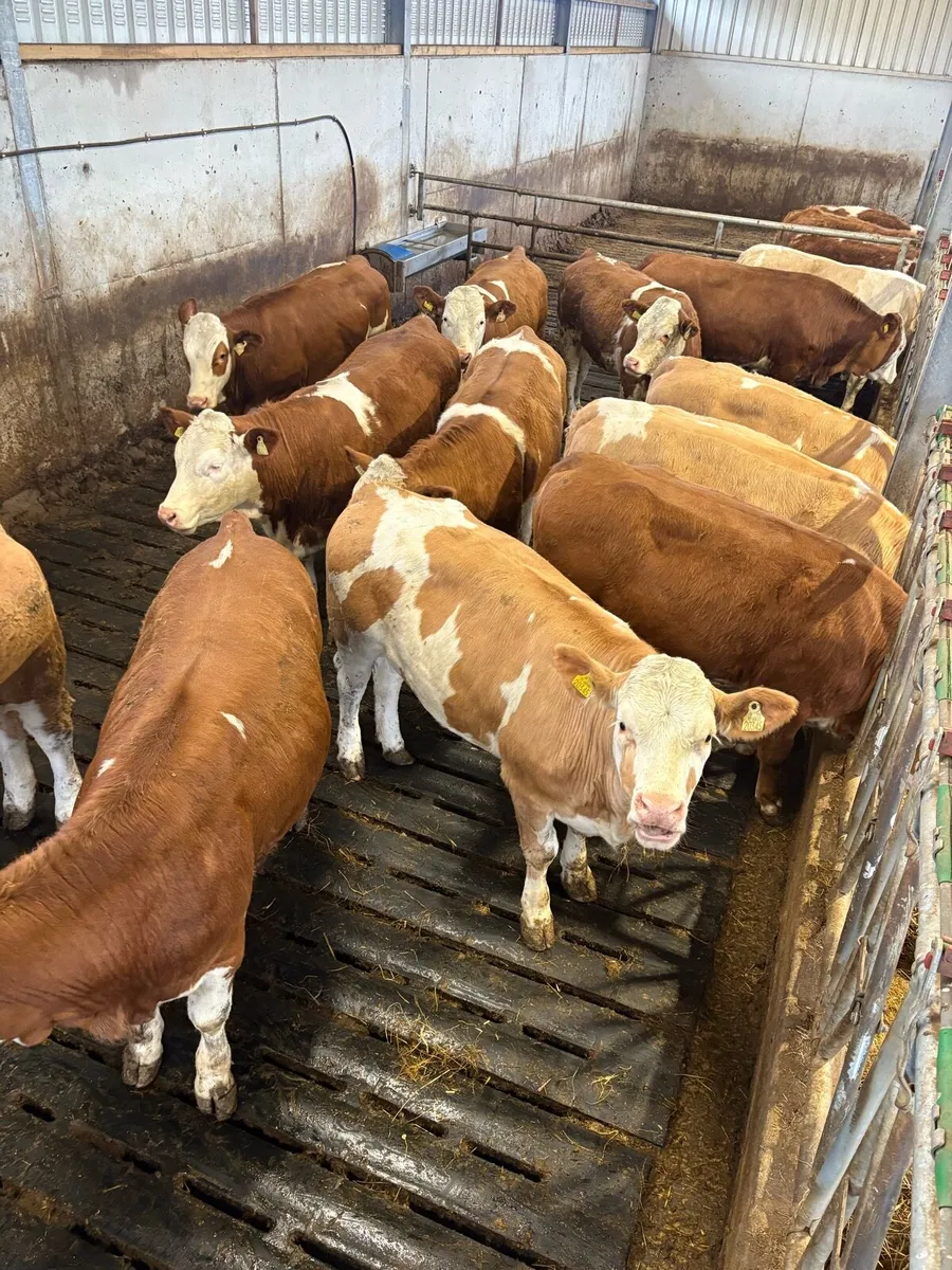 Simmental heifers for sale ballymote mart - Image 3