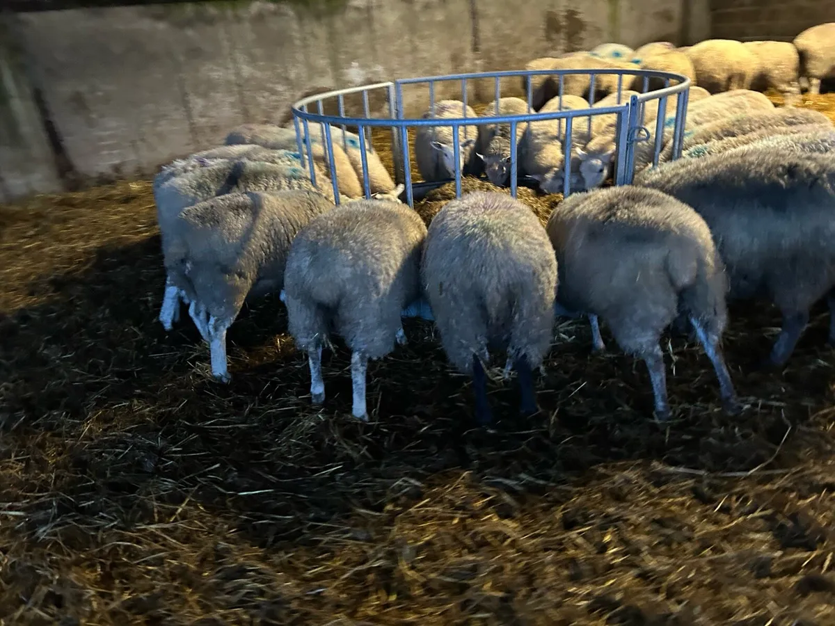 In lamb ewes - Image 3