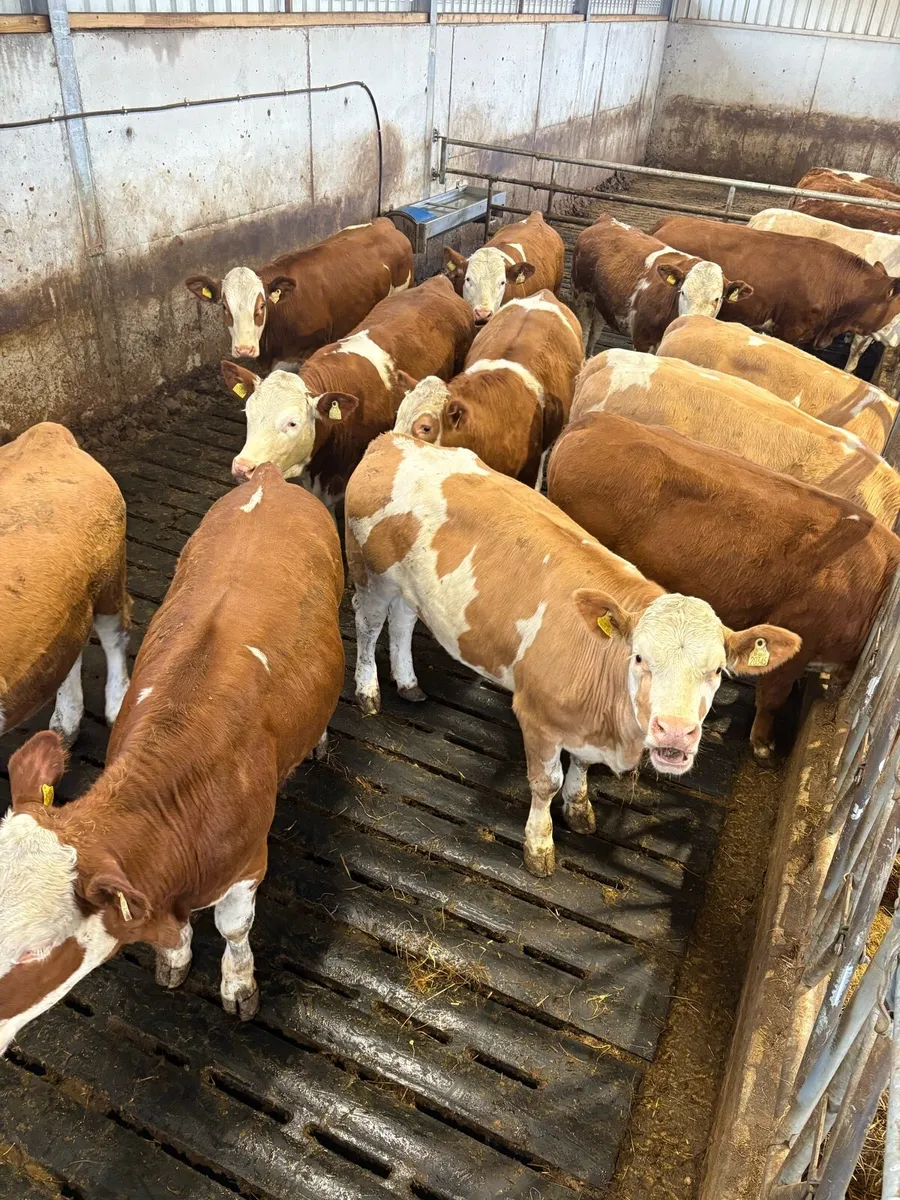 Simmental heifers for sale ballymote mart - Image 1