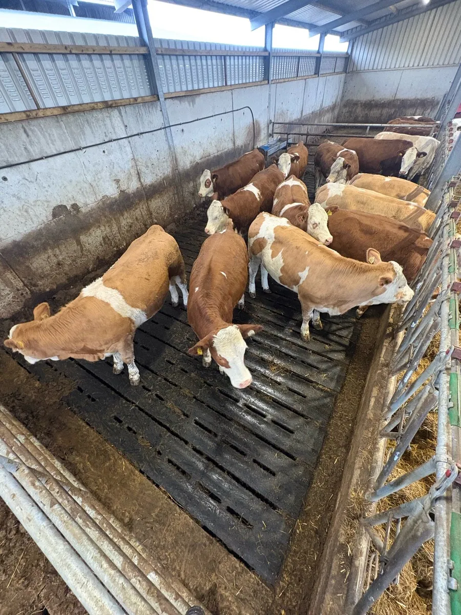 Simmental heifers for sale ballymote mart - Image 2