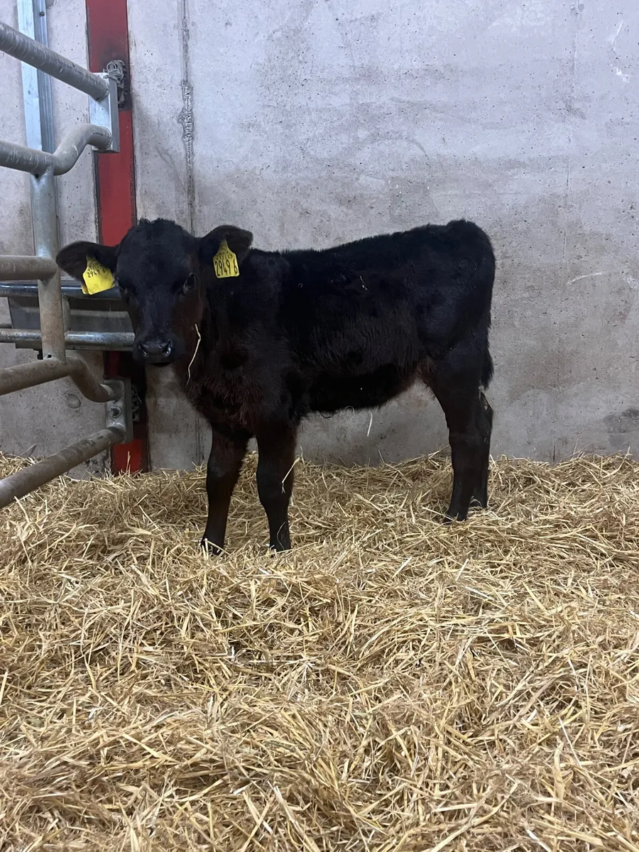 6 Stabiliser Heifer Calves - Image 3