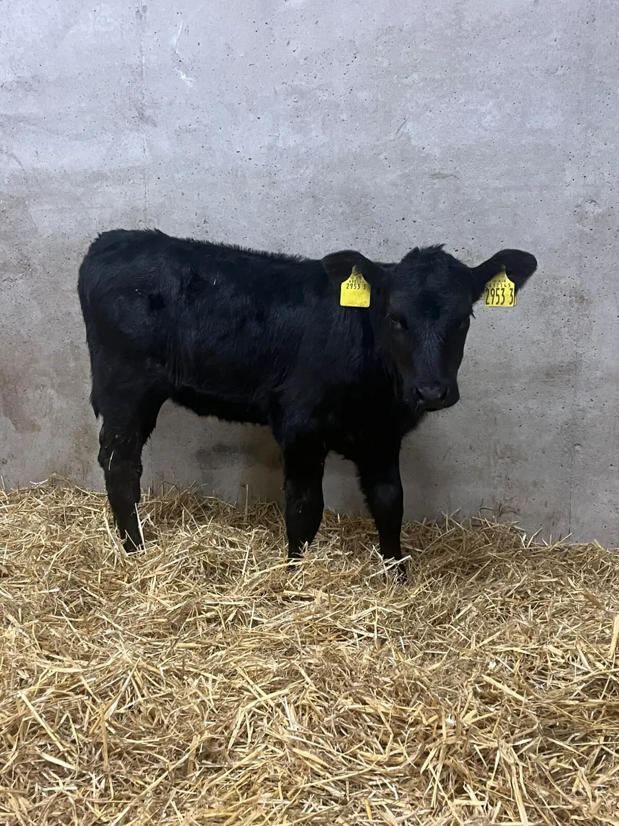 6 Stabiliser Heifer Calves - Image 4