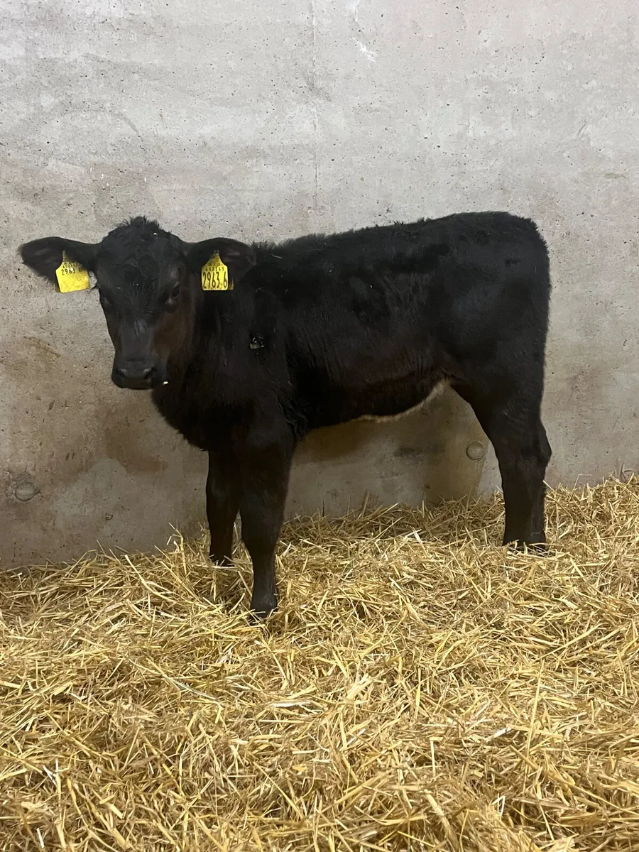 6 Stabiliser Heifer Calves - Image 1