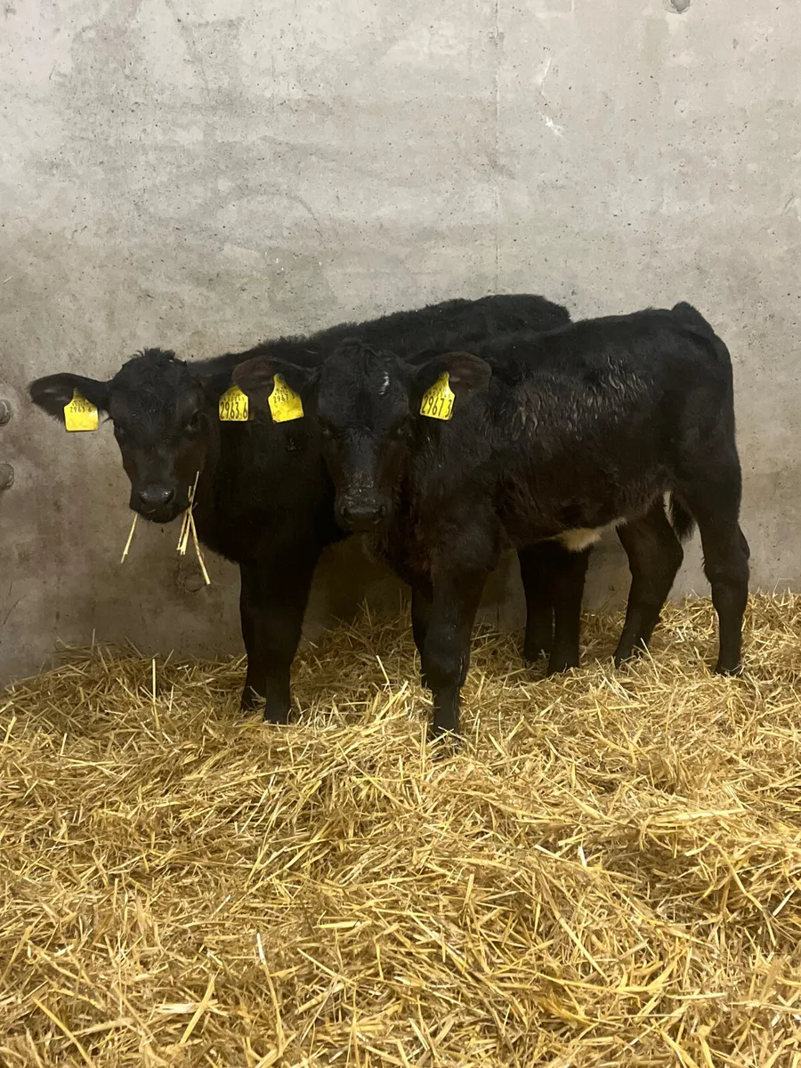 6 Stabiliser Heifer Calves - Image 2