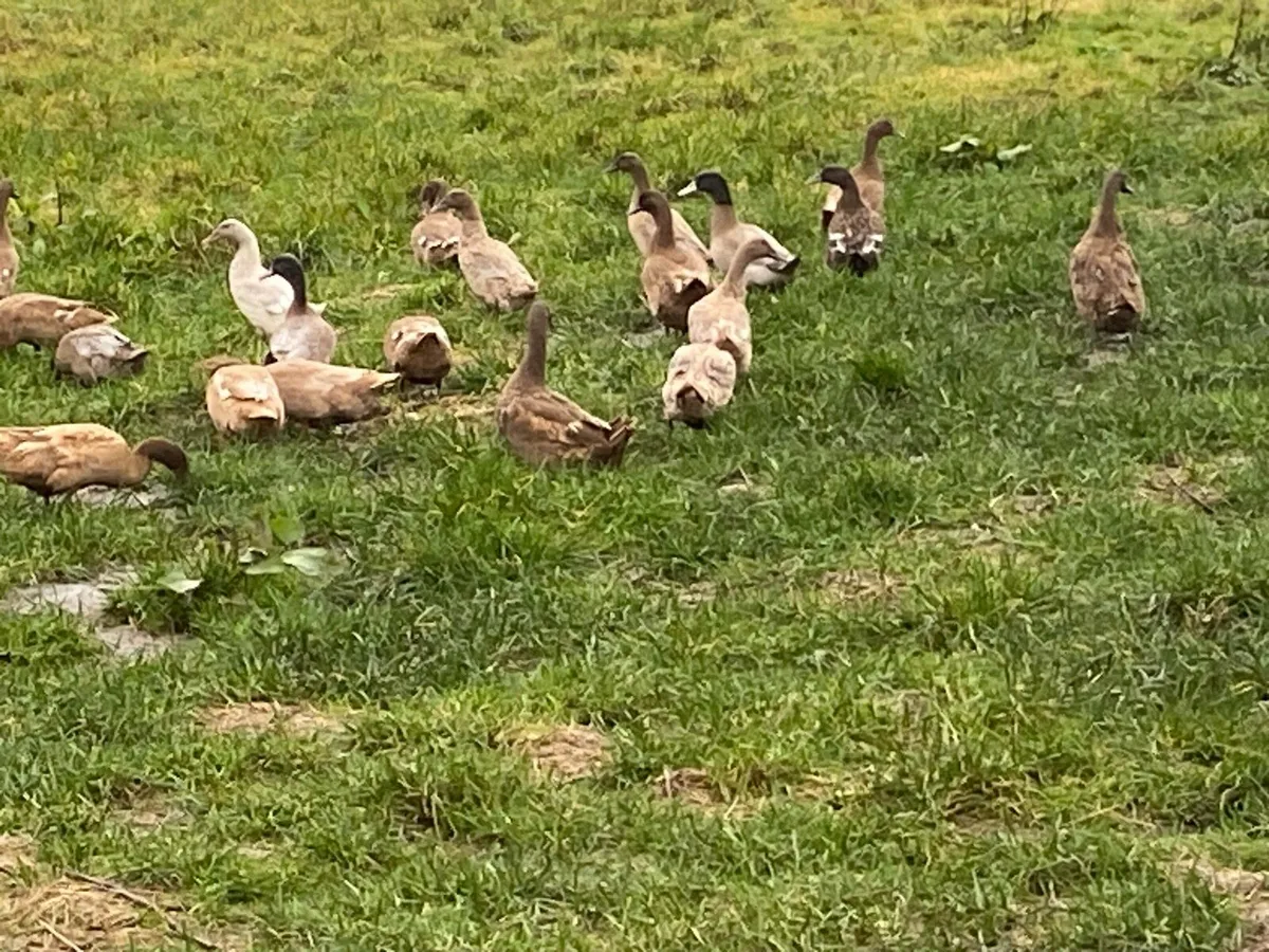Ducks Gander Hens - Image 1