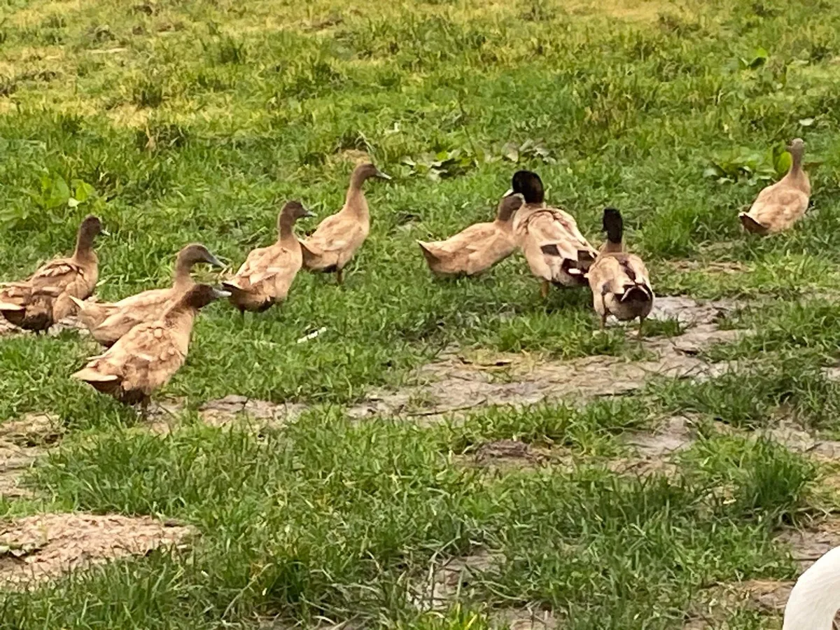Ducks Gander Hens - Image 2