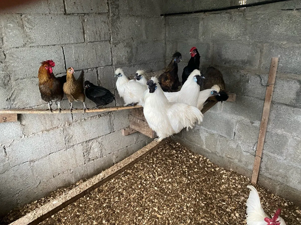 Ducks Gander Hens - Image 3