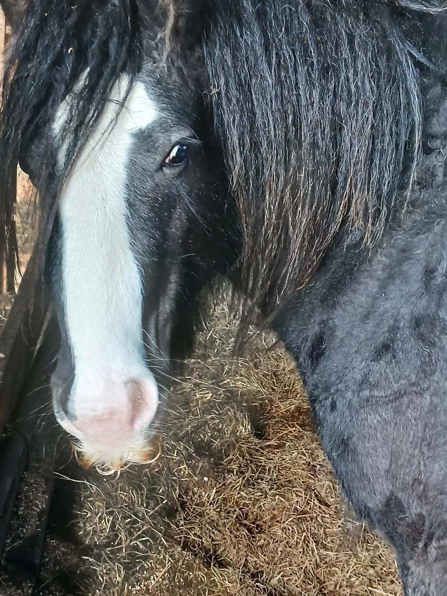 Heavy colt 13.1hh....3yo will be heavy - Image 1