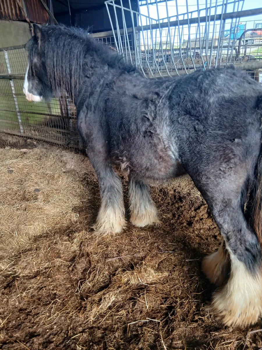 Heavy colt 13.1hh....3yo will be heavy - Image 3