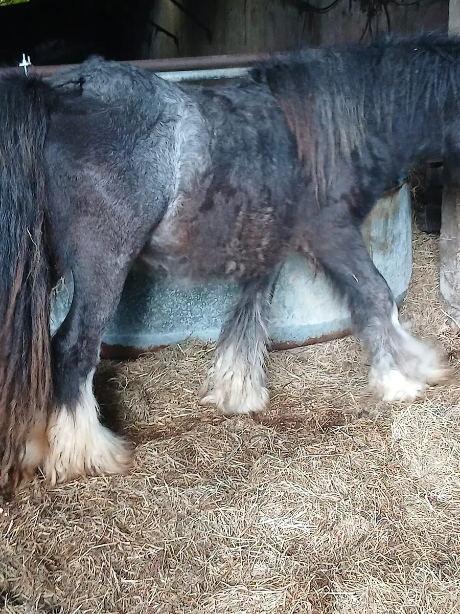 Heavy colt 13.1hh....3yo will be heavy - Image 4