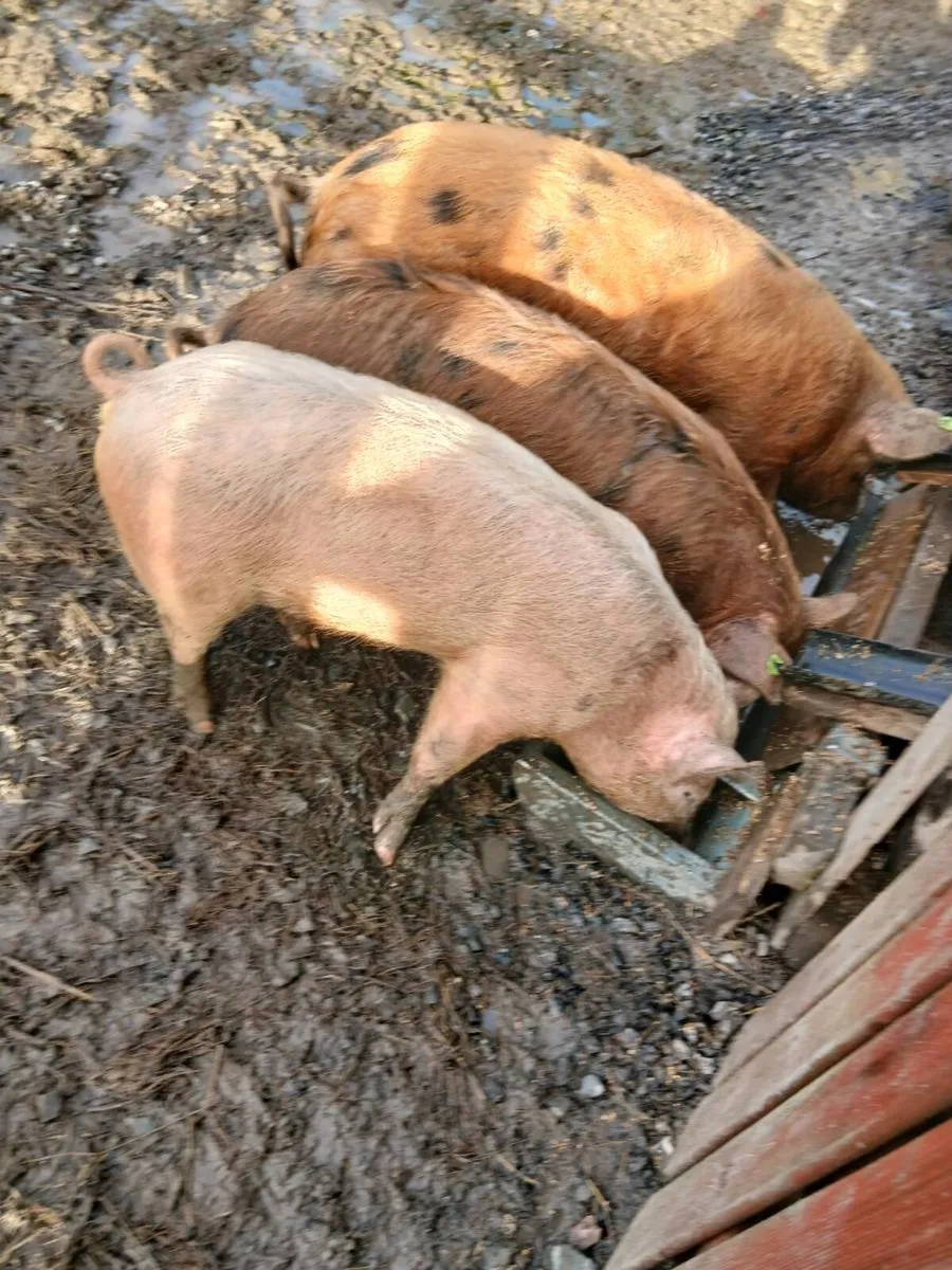 Organic pigs - Image 1