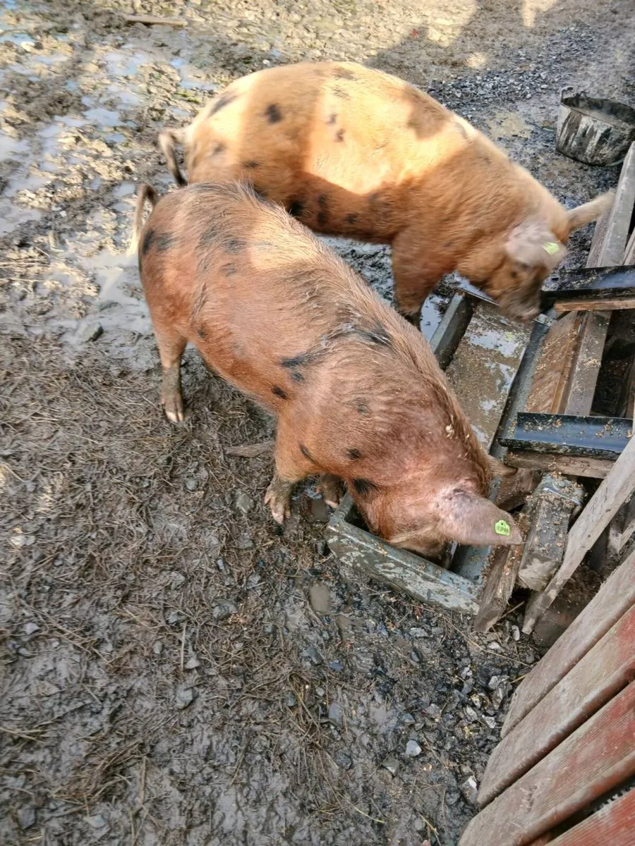 Organic pigs - Image 2