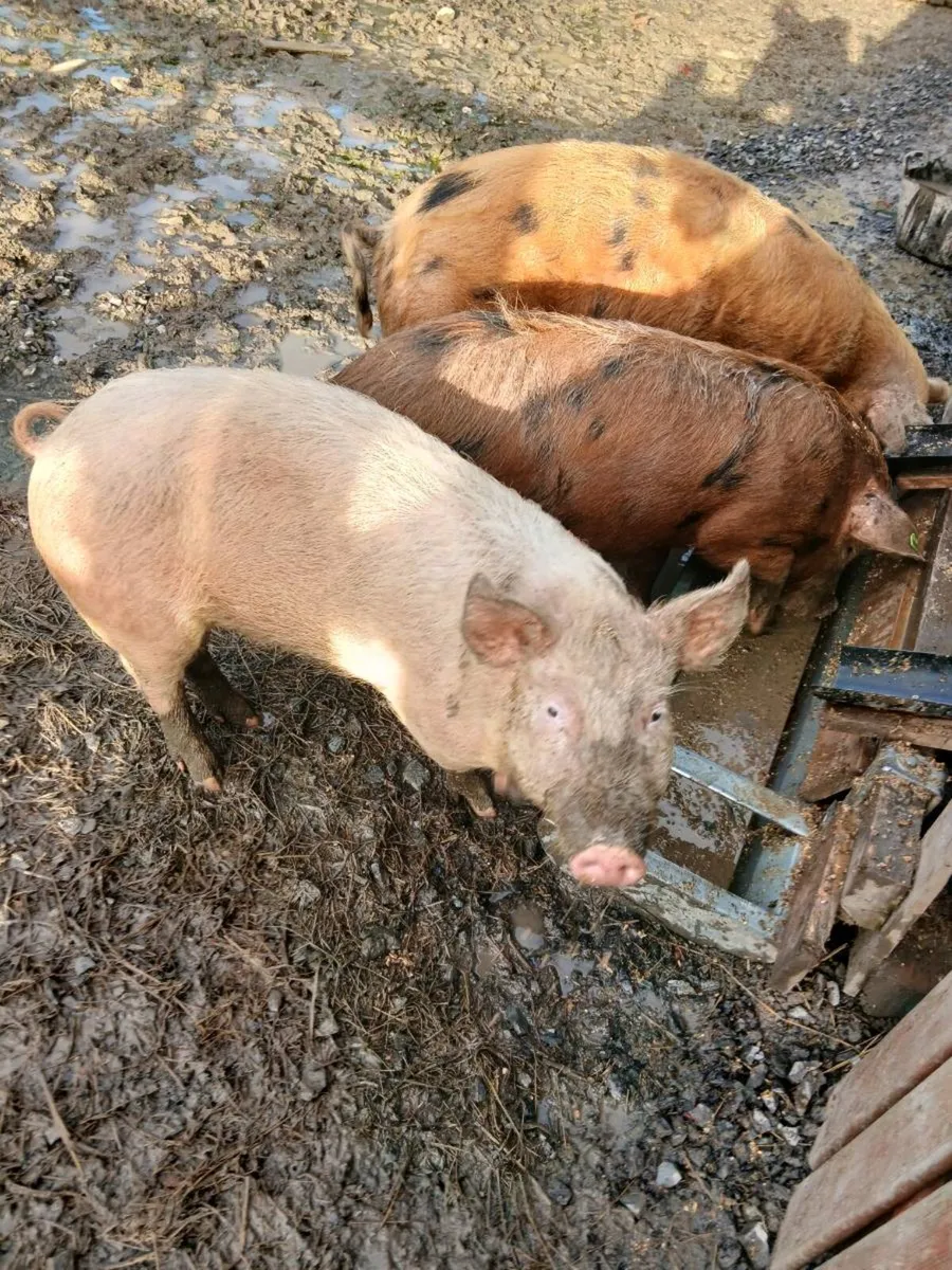 Organic pigs - Image 3