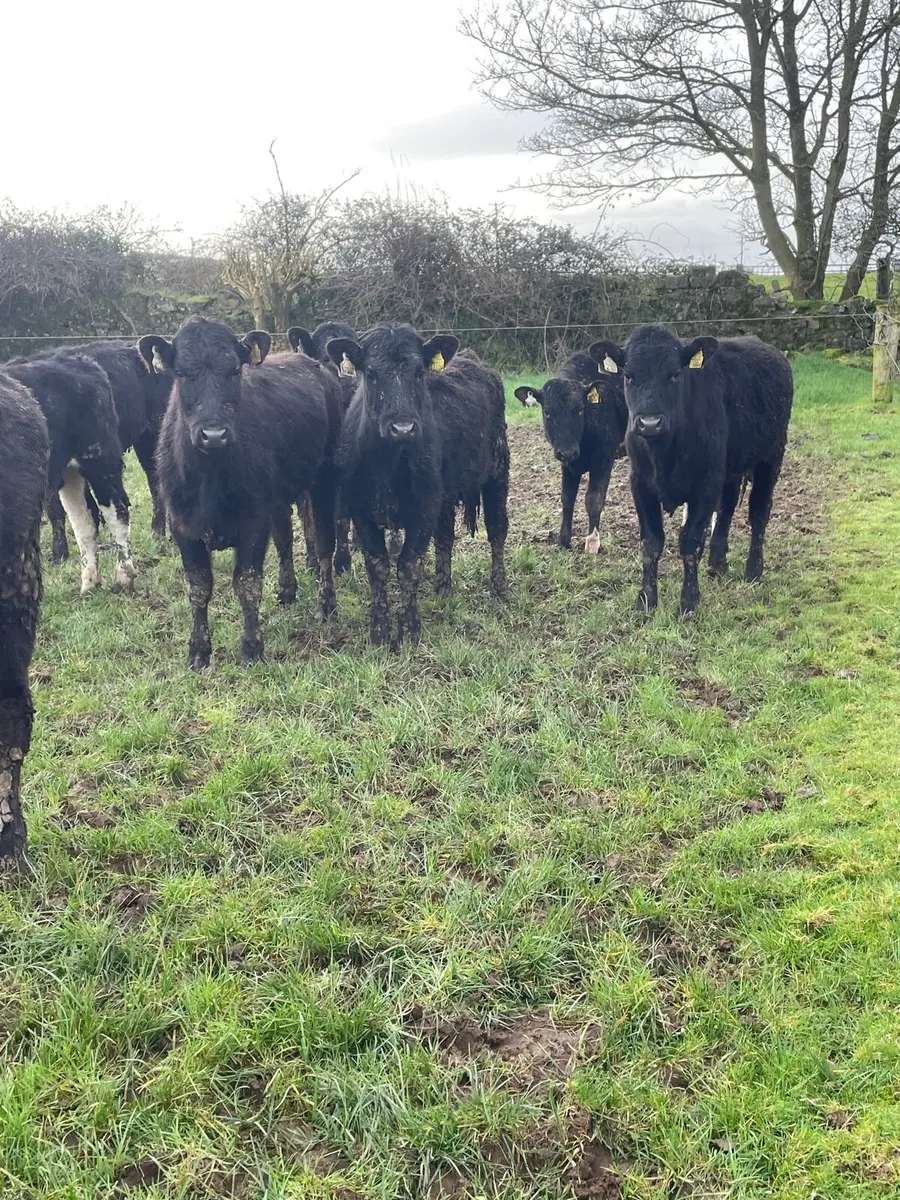 Heifers - Image 1