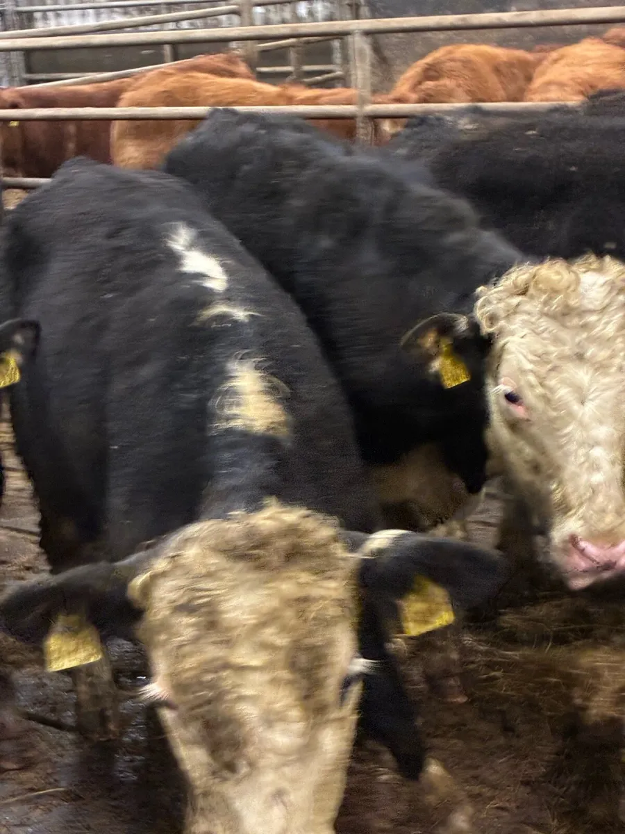 SUPER QUALITY HEX BULLOCK WEANLINGS 320/330KG - Image 1