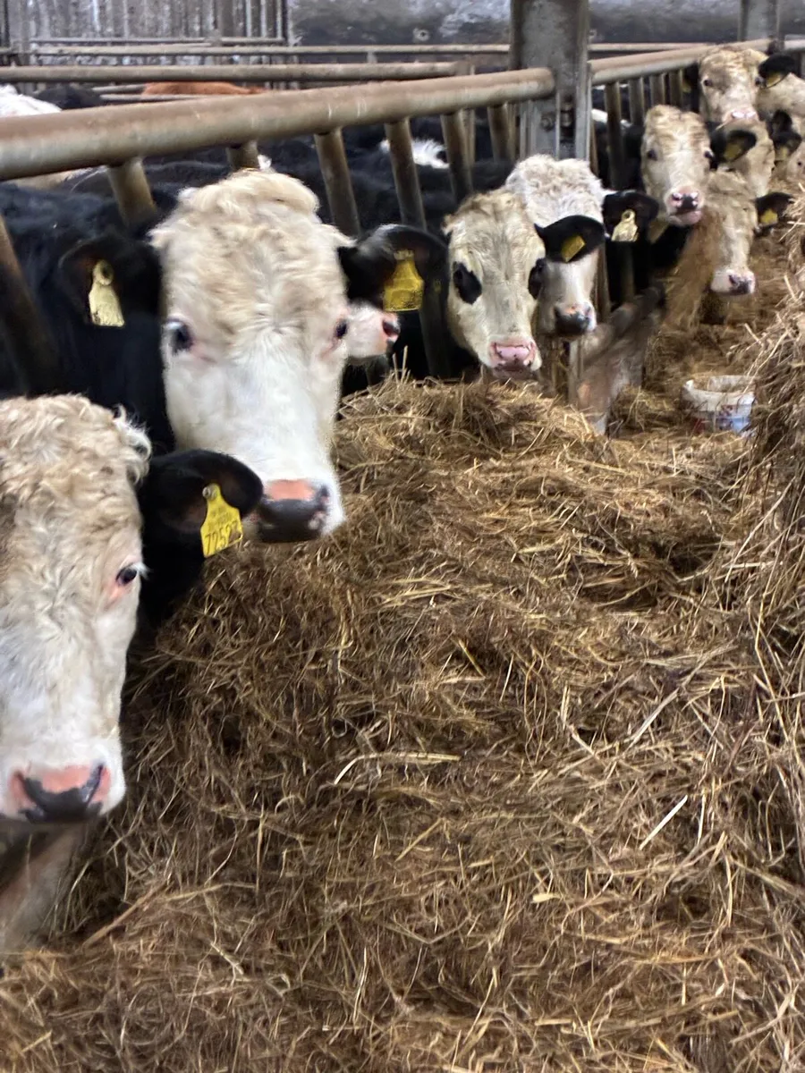 20 SUPER QUALITY HEX BULLOCK WEANLINGS 320/330KG - Image 1