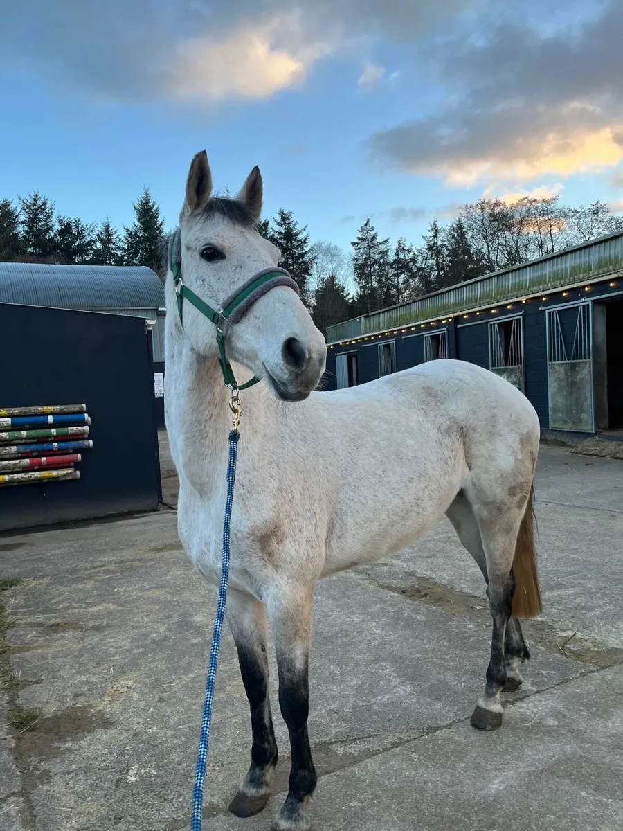 16.2 Horse - Image 1