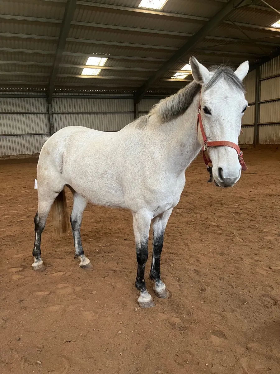 16.2 Horse - Image 4