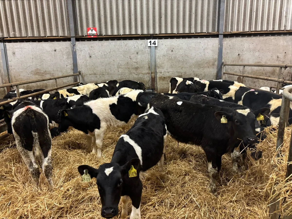 22 super British Frisian bull weanlings - Image 1