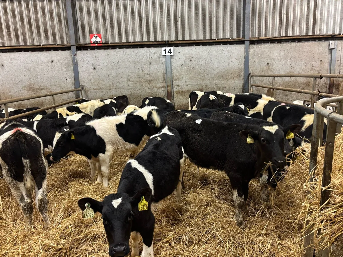 22 super British Frisian bull weanlings - Image 4