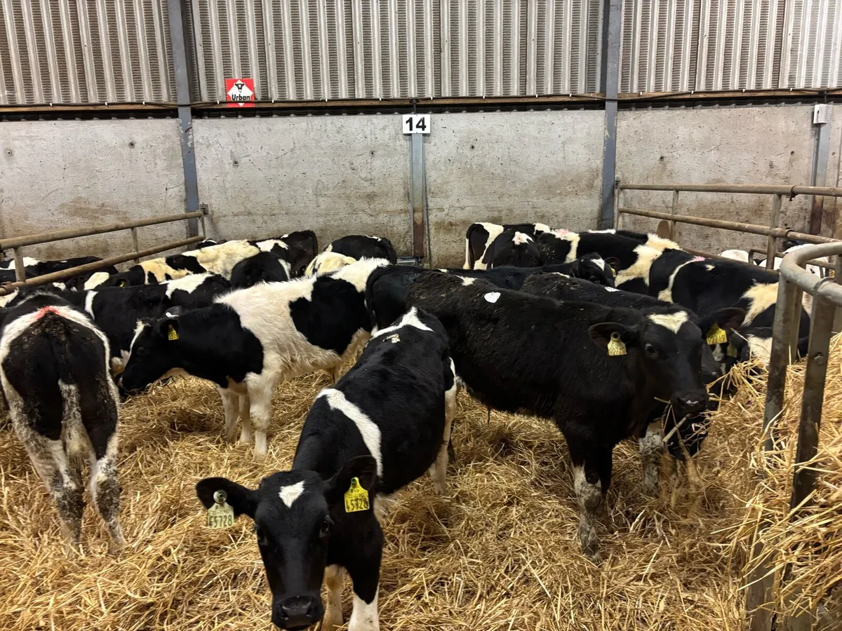 22 super British Frisian bull weanlings - Image 2