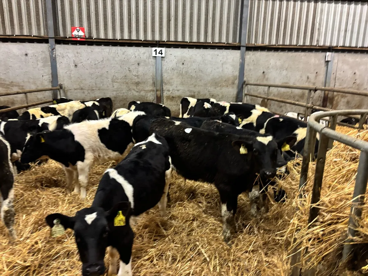 22 super British Frisian bull weanlings - Image 3