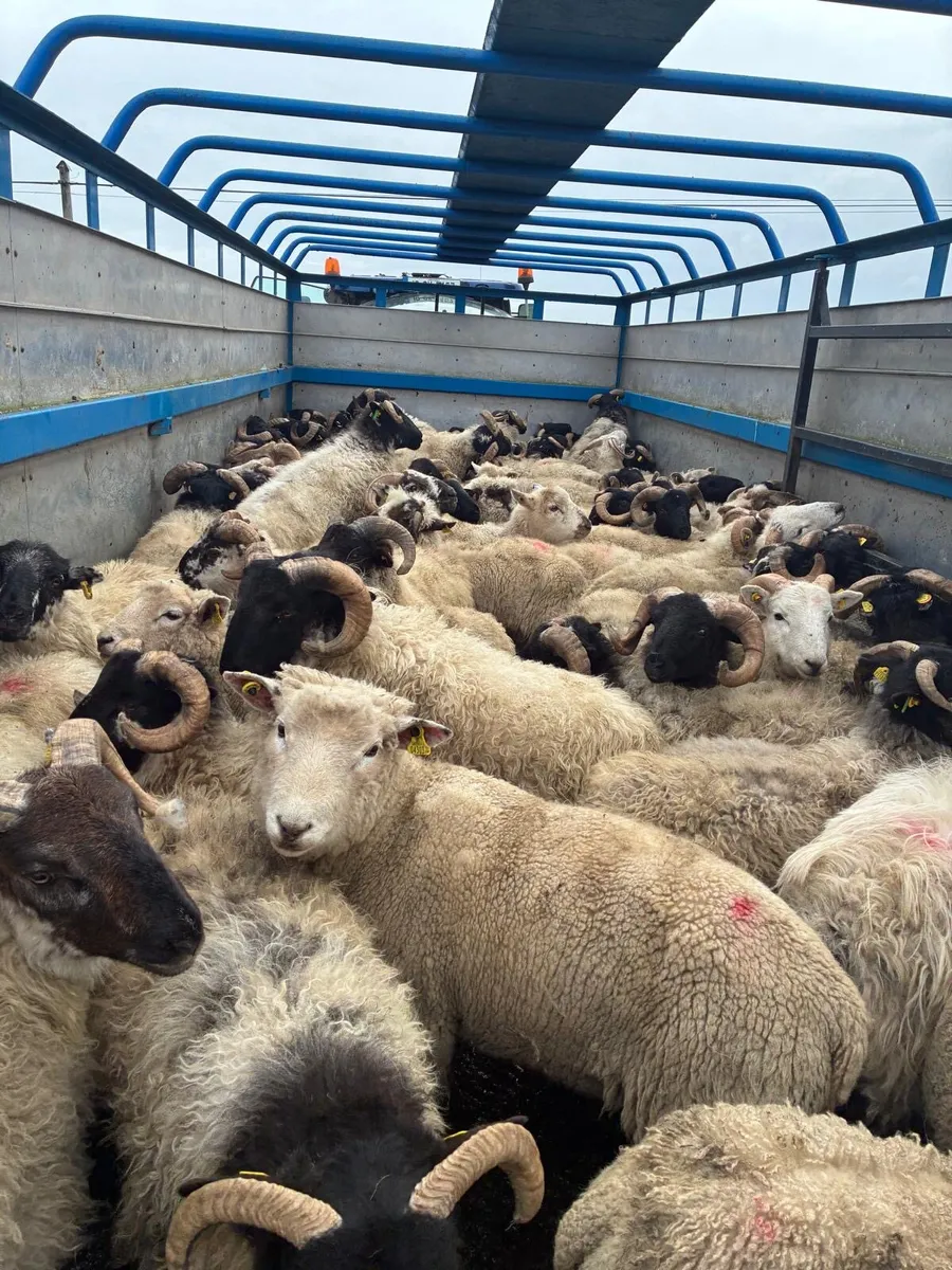 Store lambs - Image 1