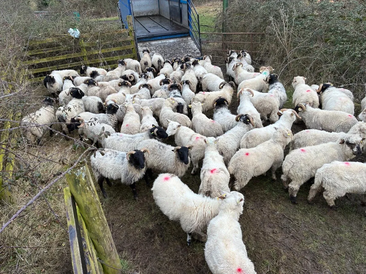 Store lambs - Image 2