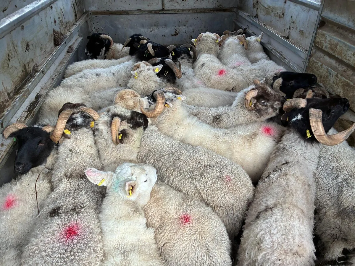 Store lambs - Image 3