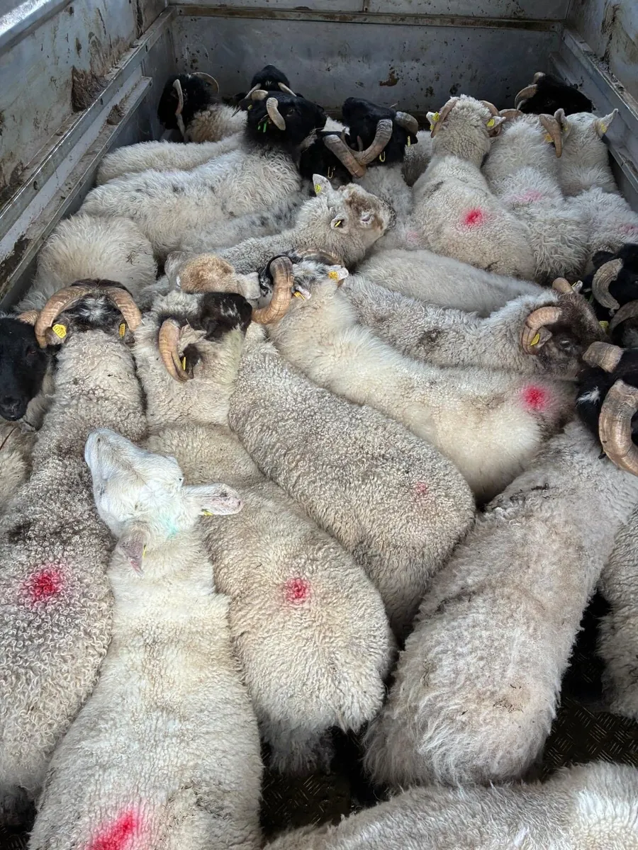 Store lambs - Image 4
