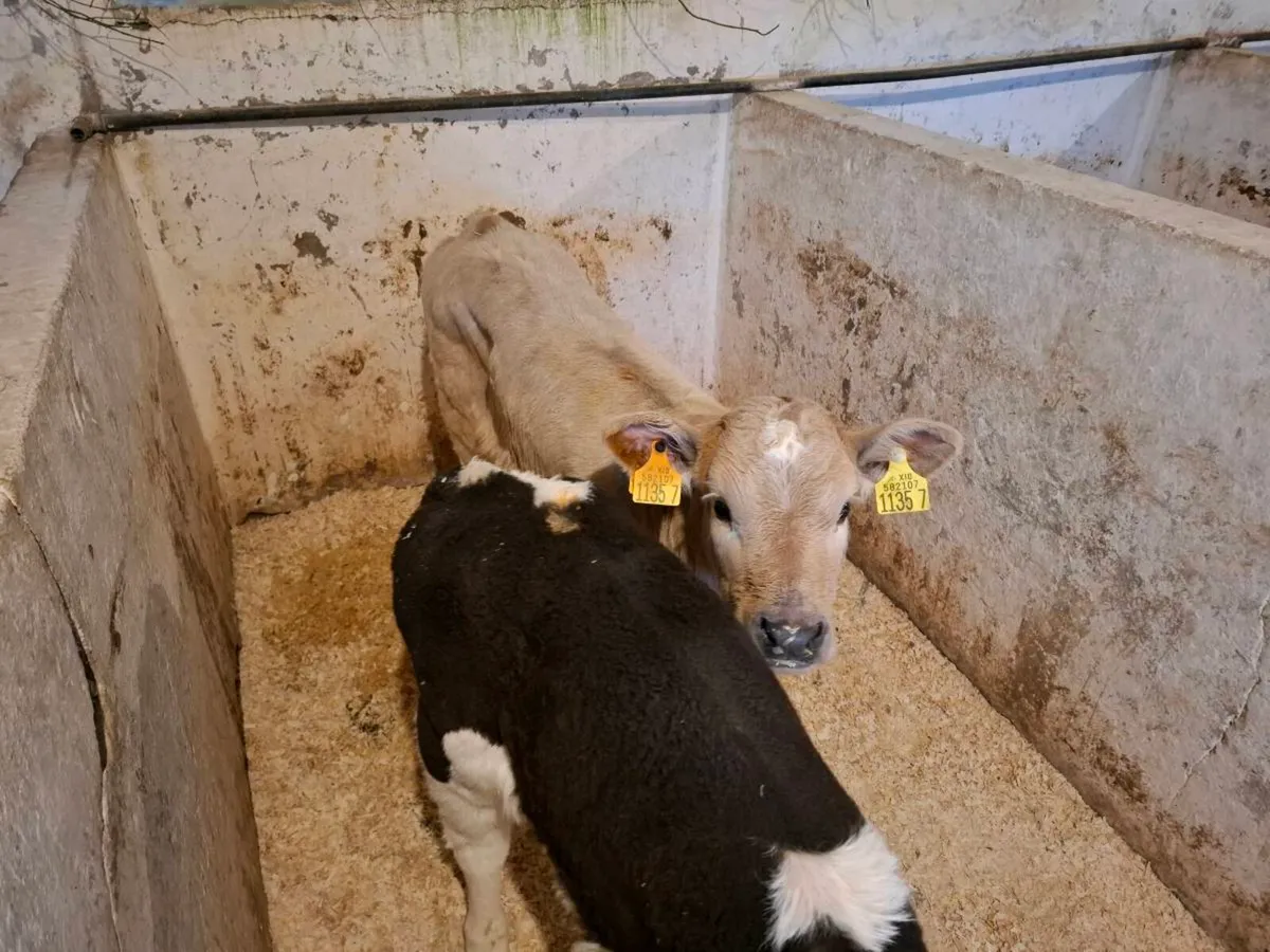 Calves for sale - Image 2