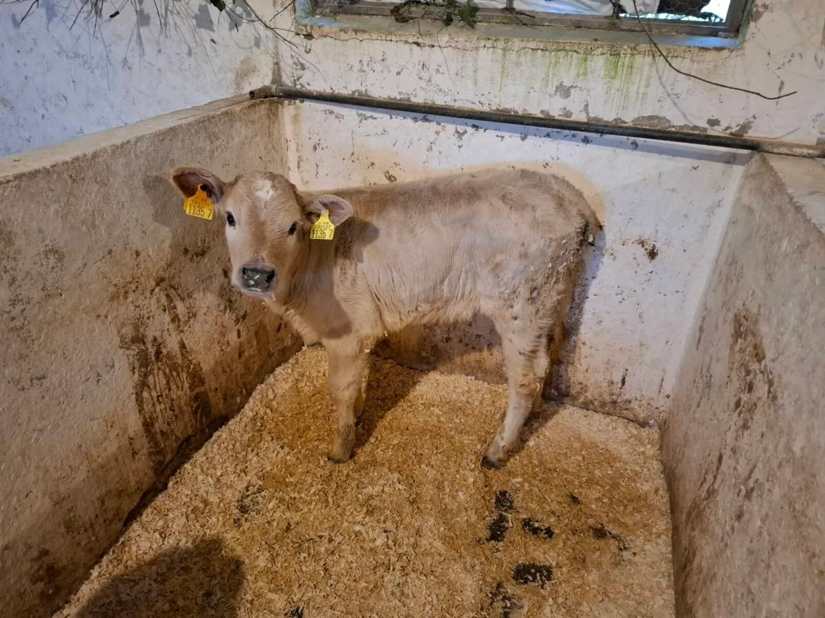 Calves for sale - Image 3