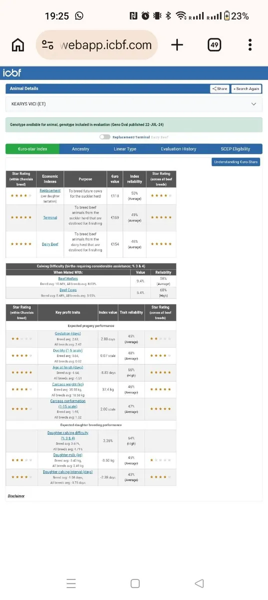 Pedigree Charolais Bull SCEP eligible - Image 3