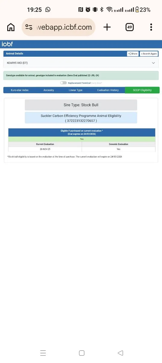 Pedigree Charolais Bull SCEP eligible - Image 2
