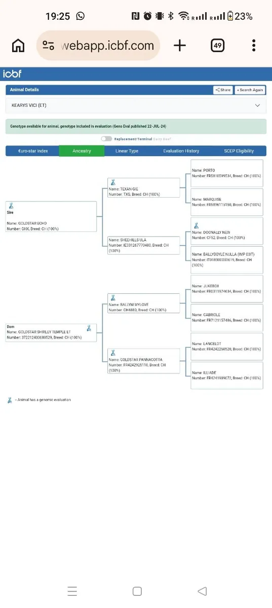 Pedigree Charolais Bull SCEP eligible - Image 4