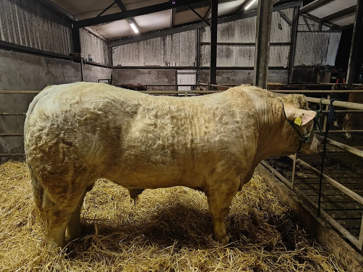 Pedigree Charolais Bull SCEP eligible - Image 1