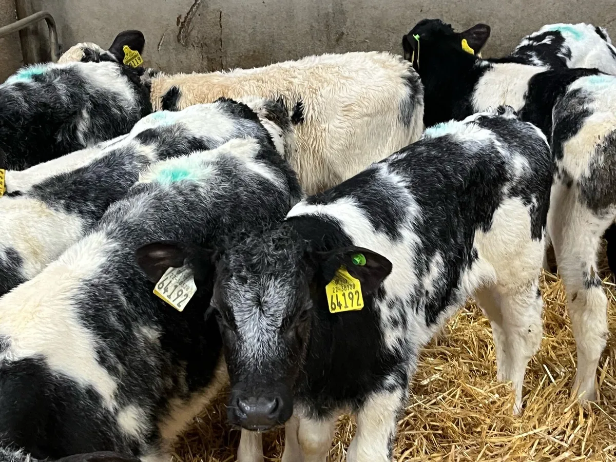 SUPER BB BULL CALFS - Image 1