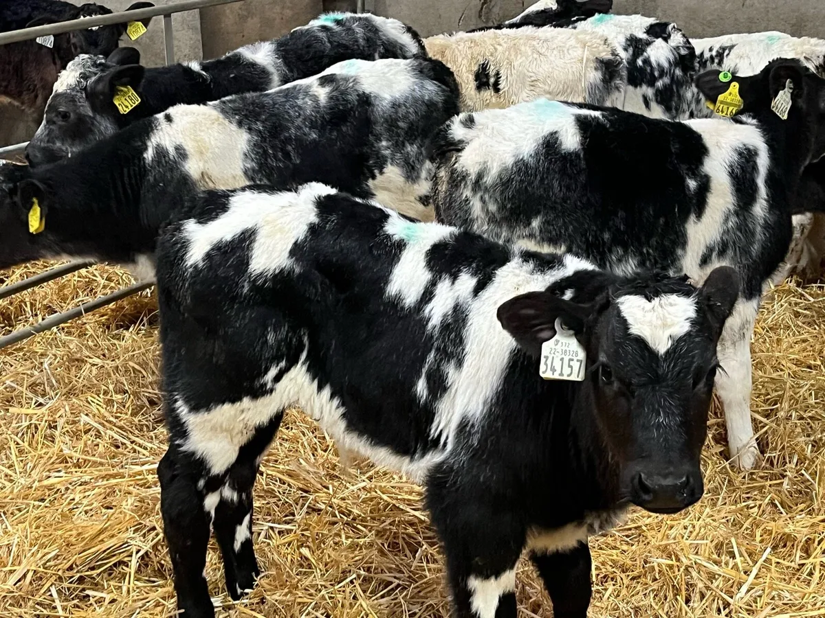 SUPER BB BULL CALFS - Image 2