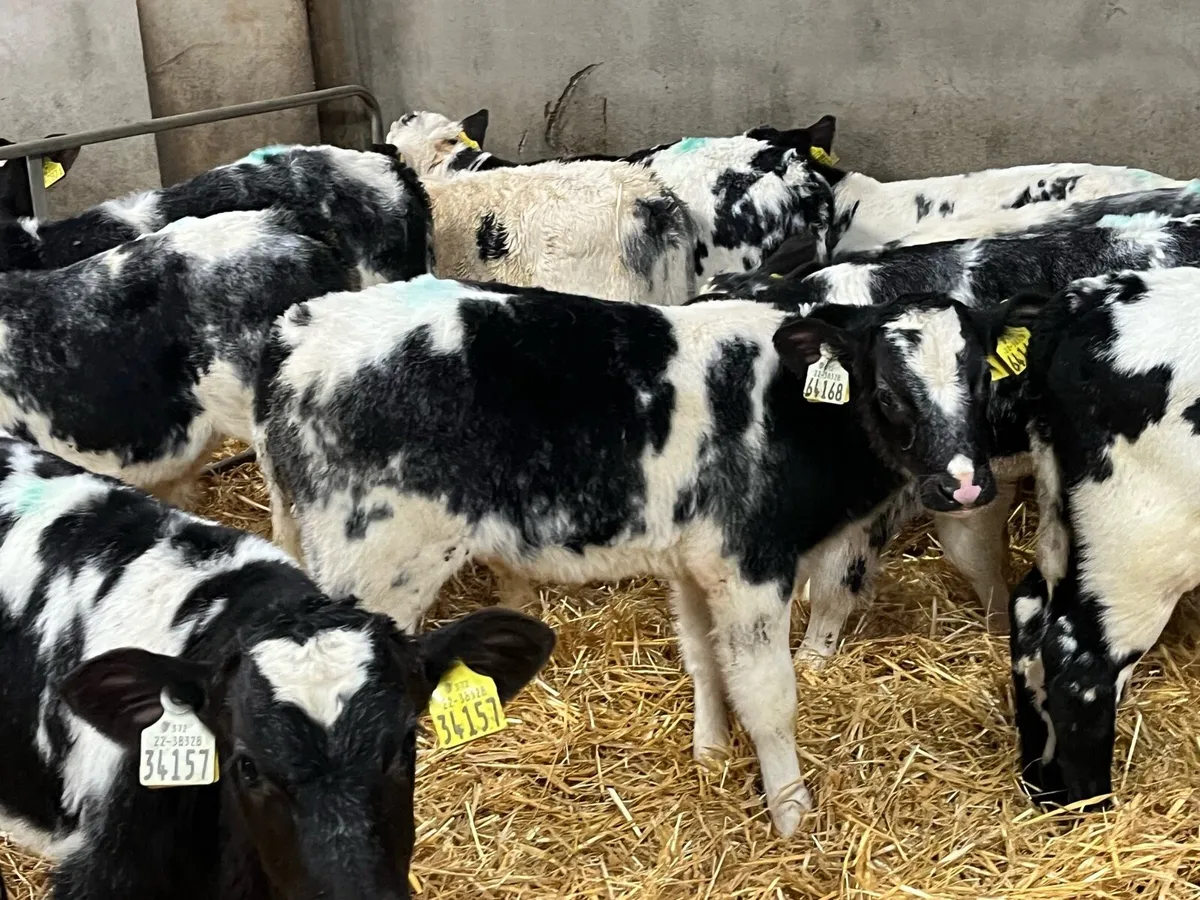 SUPER BB BULL CALFS - Image 3